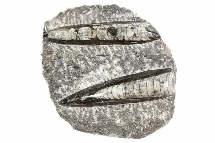 Polished Fossil Orthoceras Plate - Morocco #254482